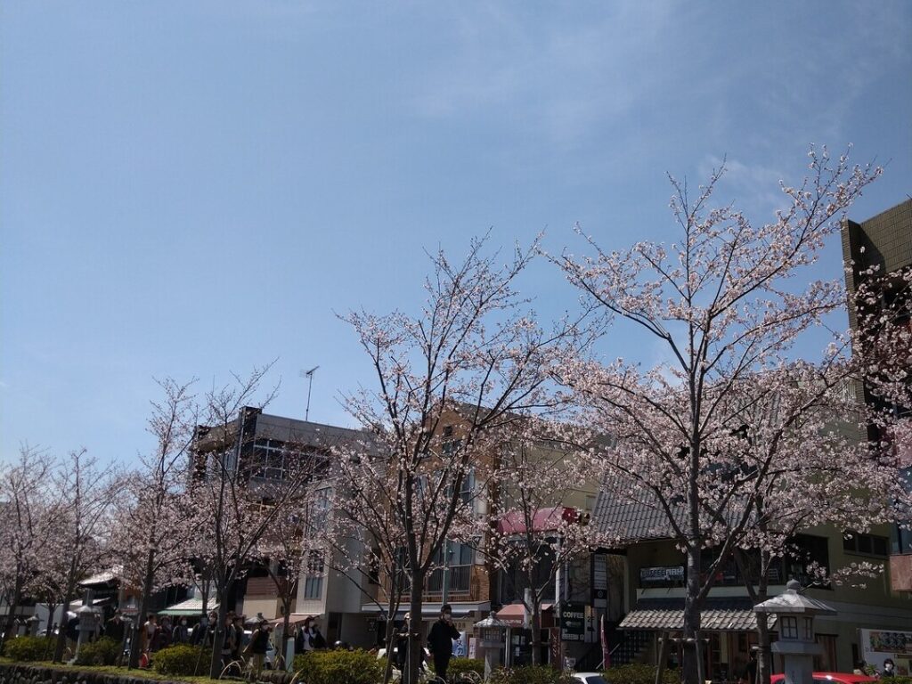 鎌倉の桜並木