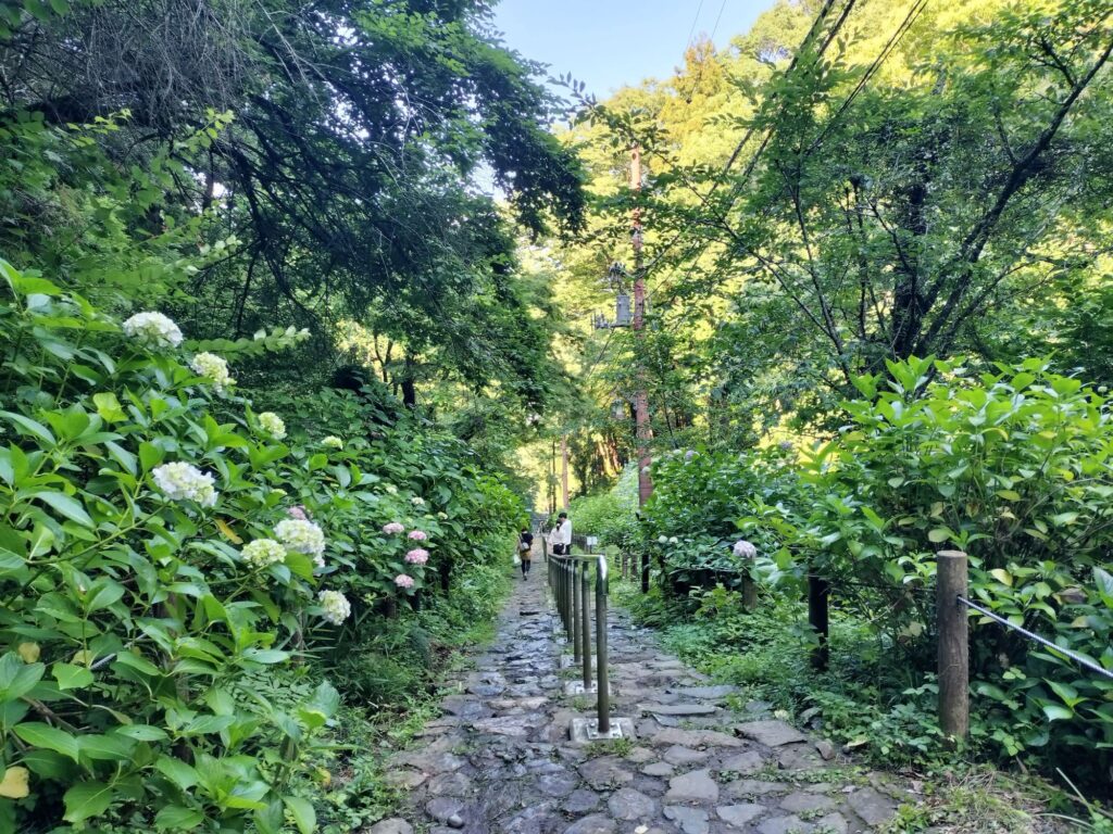 あじさい坂。雨で滑りそうでした
