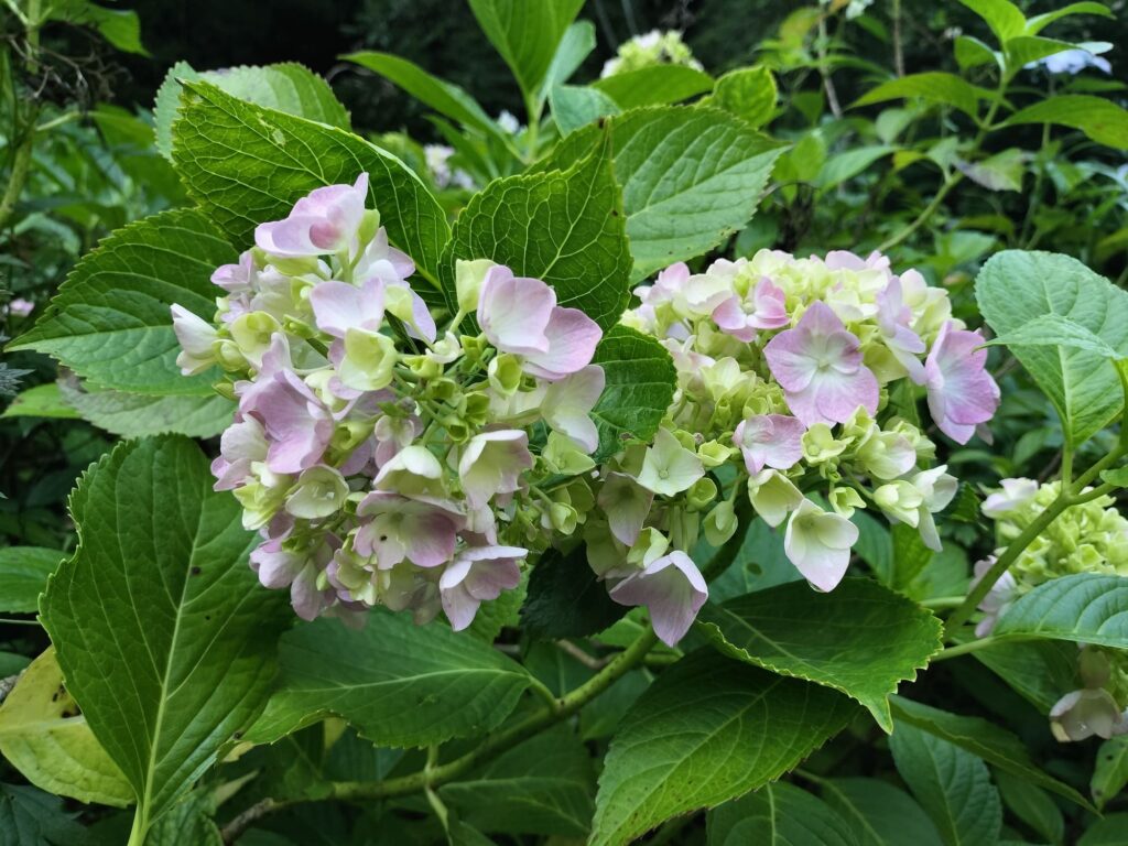 いろんな色、形の個性的な紫陽花がたくさんいます