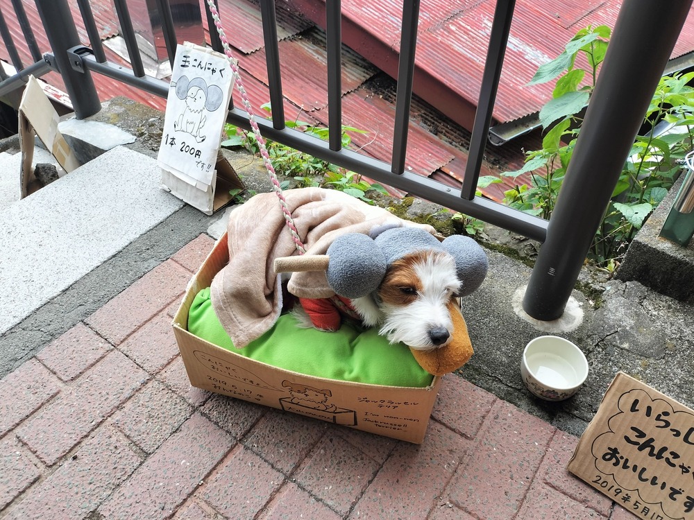 大山のんのん。時々こま参道にいる。玉こんにゃくになっていた