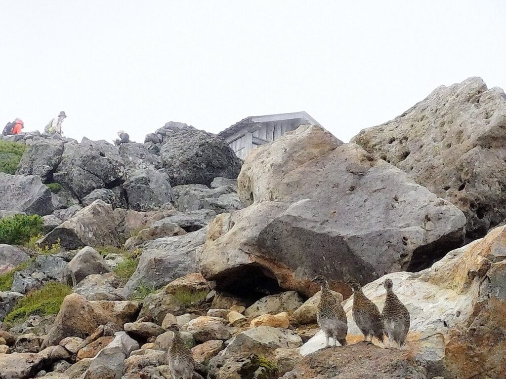 剣ヶ峰付近には雷鳥もいました